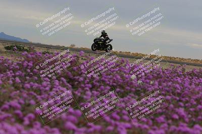 media/Jan-14-2023-SoCal Trackdays (Sat) [[497694156f]]/Turn 14 Exit Bloomig (145pm)/